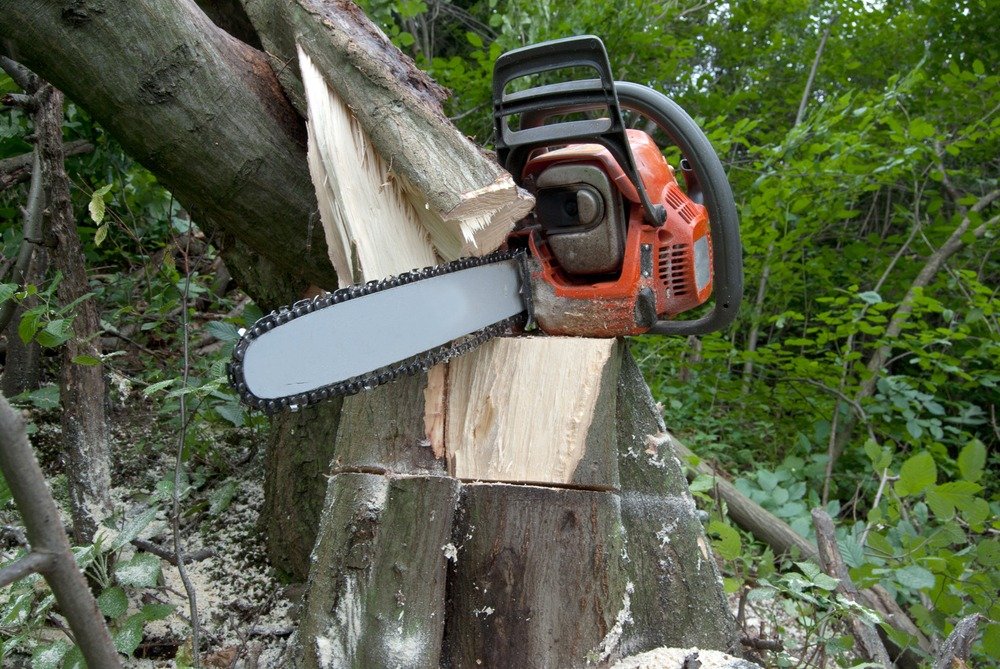 Cutting Edge: The Art of Tree Surgery in Sussex